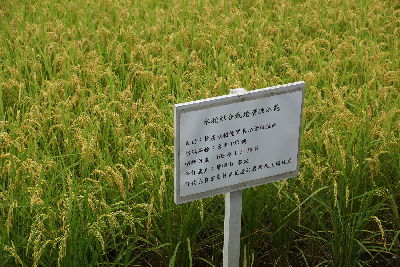 水稻綜合栽培管理示範田區水稻生育健壯，稻穗榖粒充實飽滿--將另開視窗看原圖