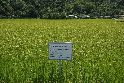 有機水稻綜合栽培管理示範田區水稻生育健壯，稻穗榖粒充實飽滿--將另開視窗看原圖