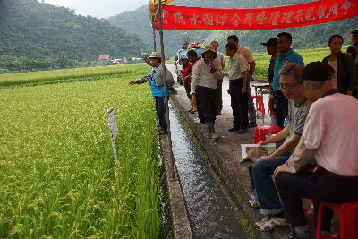 農改場研究團隊於示範稻田解說有機水稻栽培管理技巧，與農友進行更進一步的技術互動交流--將另開視窗看原圖