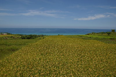 與碧海藍天相伴的靜浦有機水梯田復耕成功--將另開視窗看原圖