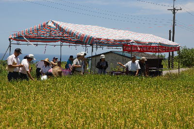 花蓮農改場於靜浦部落舉辦有機水稻復耕觀摩會與大家一同分享成果--將另開視窗看原圖