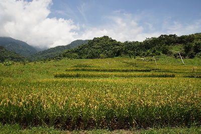 靜浦部落久違的水稻梯田稻香再現--將另開視窗看原圖