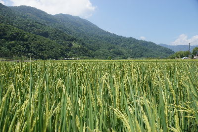 美麗的有機稻田美景--將另開視窗看原圖