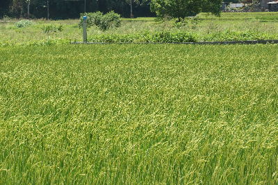 有機的稻穗在風中搖曳--將另開視窗看原圖