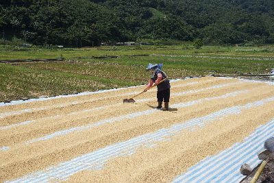日曬中的有機美味--將另開視窗看原圖