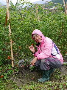 陳鎮妹農友與她種植的有機番茄--將另開視窗看原圖