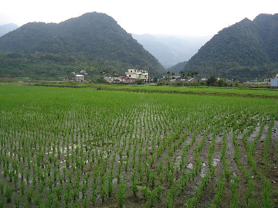 豐南族人栽培的水稻田--將另開視窗看原圖