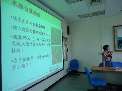 花蓮農改場植物保護研究人員介紹水稻常見的病蟲害防治--將另開視窗看原圖