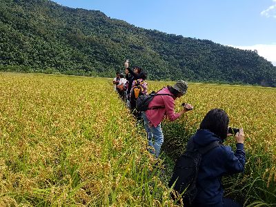 置身黃金稻浪中，遊客留下美麗的回憶--將另開視窗看原圖