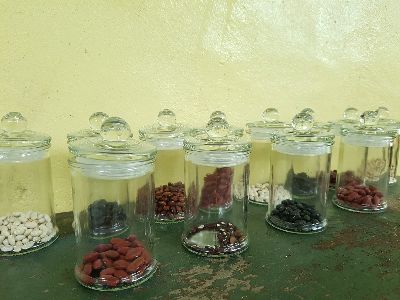 頭目夫人高春妹精心保存的14種傳統古老豆類種子--將另開視窗看原圖