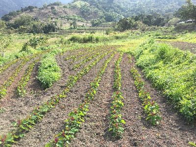 奇美族人栽種的台灣藜--將另開視窗看原圖