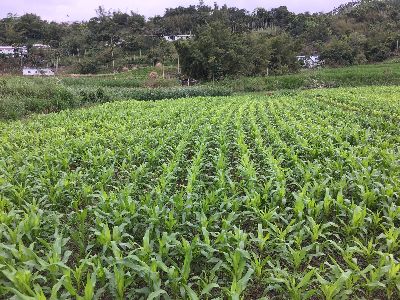 奇美部落的玉米生長狀況--將另開視窗看原圖