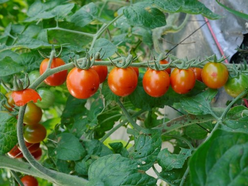番茄新品種花蓮24號-友愛
