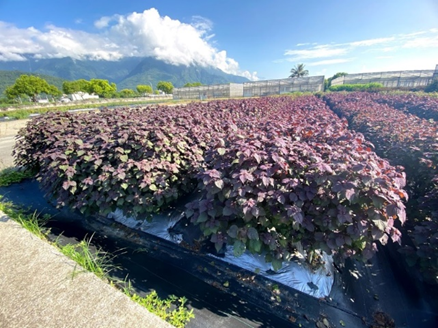 紫蘇有機栽培及繁殖採種技術