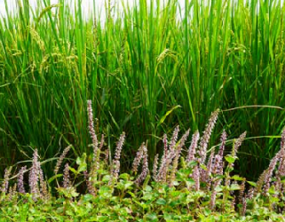 原生野花草毯景觀應用與栽培技術