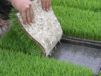 水稻有機栽培育苗技術