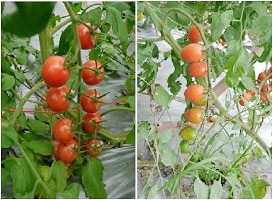 抗黃化捲葉病毒小果番茄品系IN6411a及IN7722a