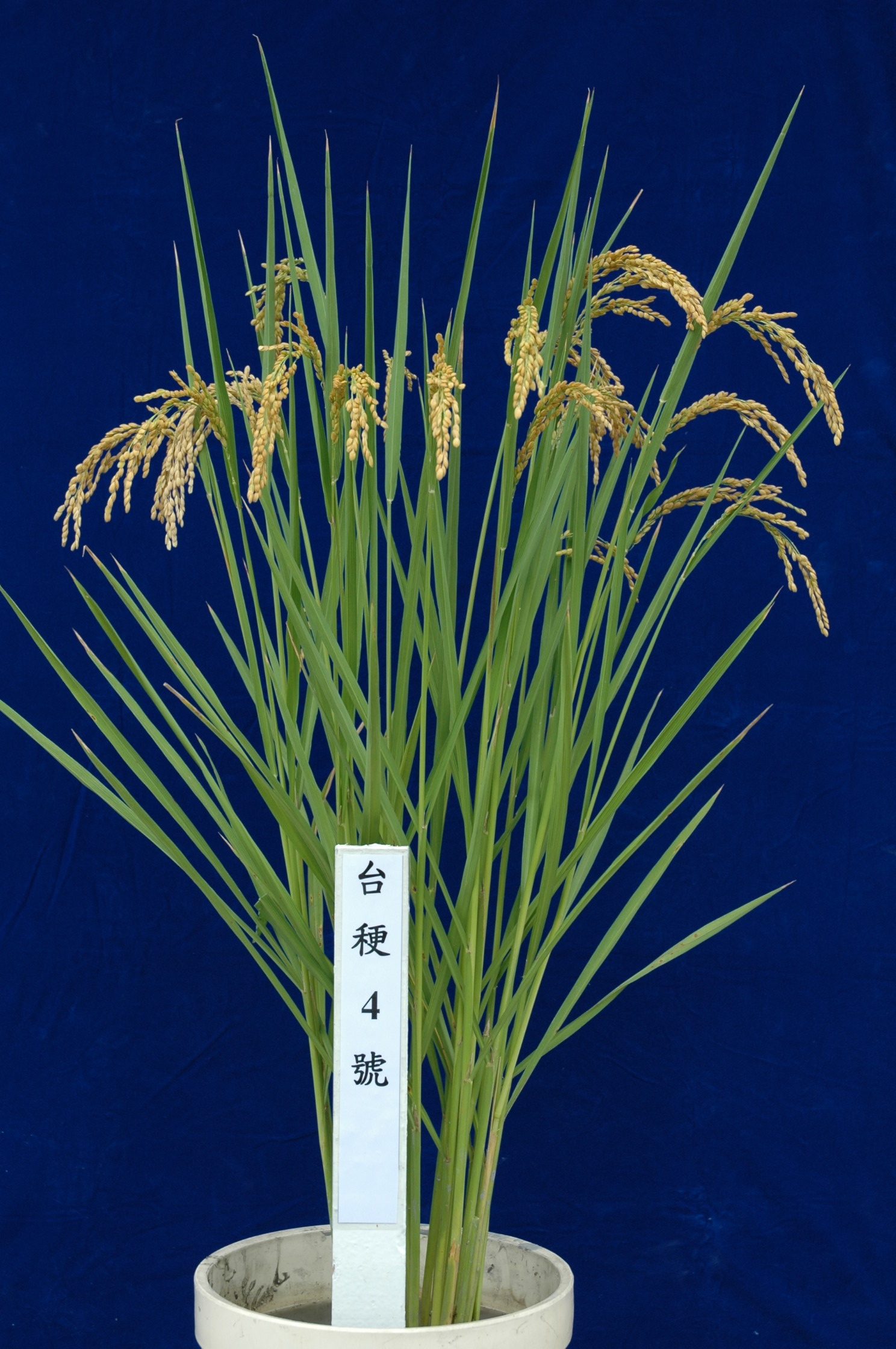 水稻台稉4號稻種繁殖及採種技術