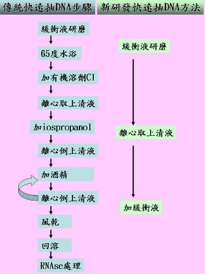 快速萃取番茄葉片DNA緩衝液配方及技術