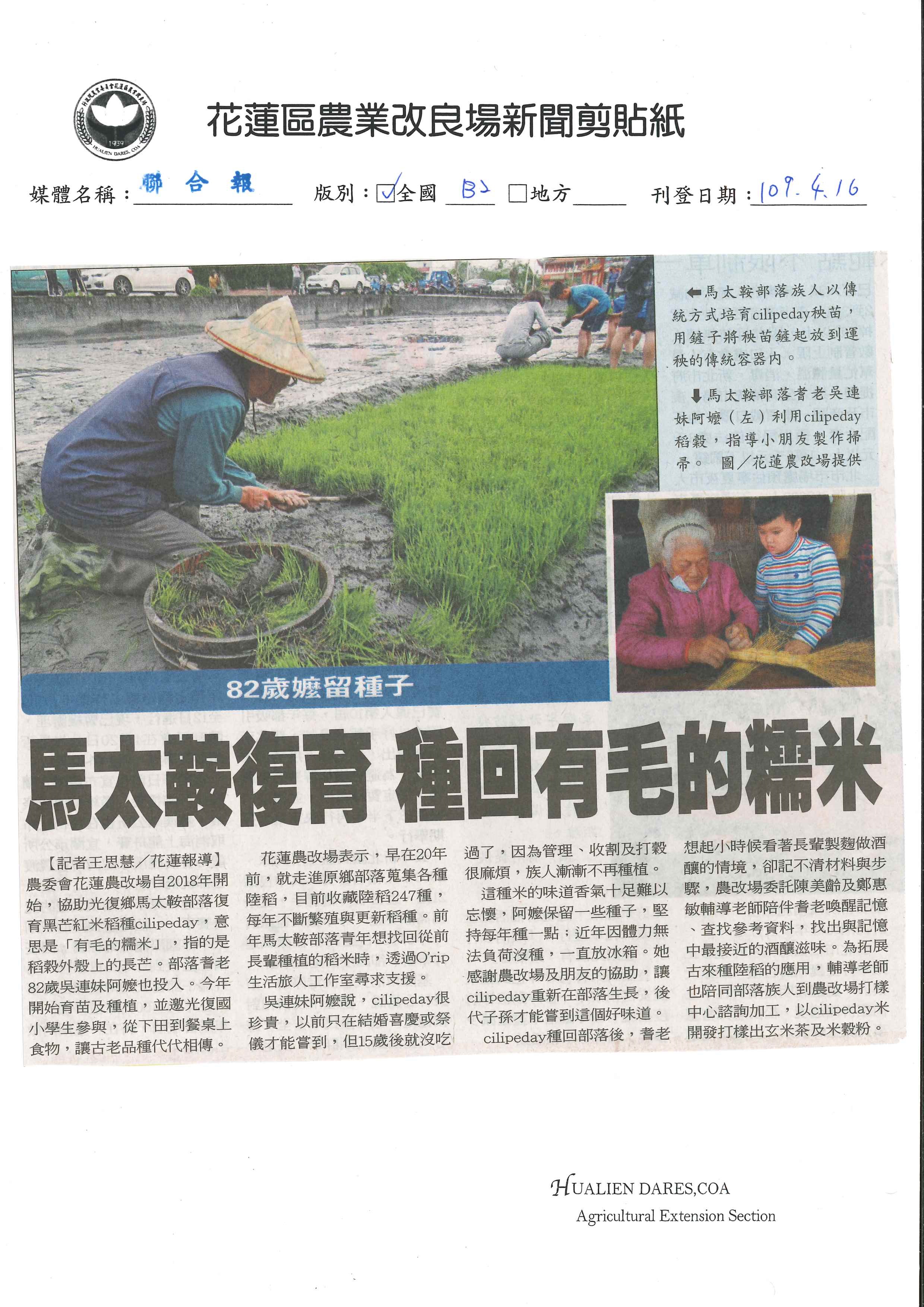 馬太鞍復育　種回有毛的糯米