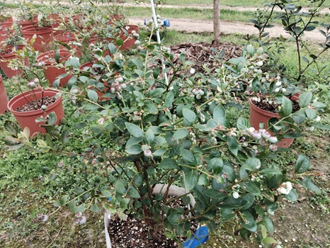 胡劉又齊班長在寒溪部落種植的藍莓生長狀況良好