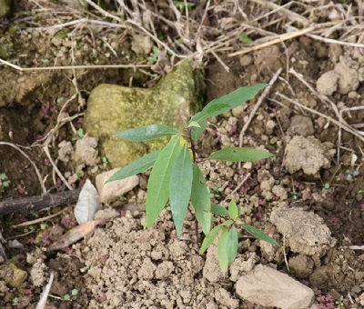 圖片3:剛定植的山胡椒苗株，需待2-3年才能進入豐產期