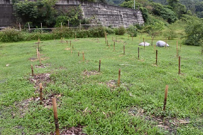 圖片4:人工專業生產山胡椒需採取適當的行株距