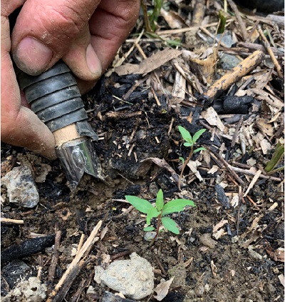 圖片6:野採的山胡椒種苗移植至黑色軟盆進行培苗的情形