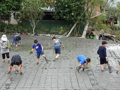 圖片2:光復國小學童下田插秧，學習部落傳統農耕文化