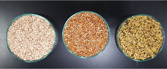 圖片6:由左至右為Cilipeday精米、糙米及未脫殼米