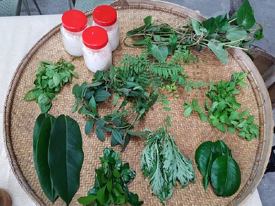 圖片8:輔導師和部落族人找回傳統釀酒植物包括：荖葉、過山香、艾草、七里香、九層塔、雞屎藤
