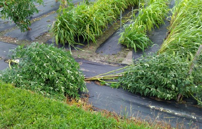 圖片4:樹豆莖部質地脆，且於高濕土讓根系生長淺，強風常易造成倒伏，栽培前應選避風處，必要時可立支柱加強固定