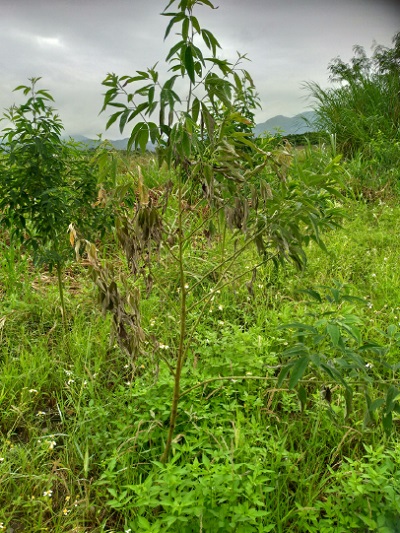 圖片8:萎凋病常使植株一側枯萎，進一步造成全株死亡