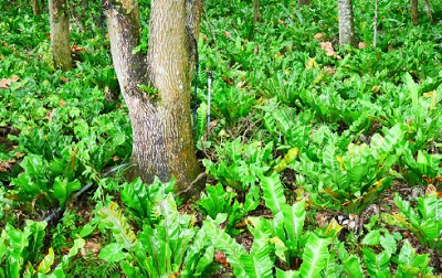 圖片13:山蘇原生於林下耐陰性佳，為經濟栽培面積較大的原生野菜