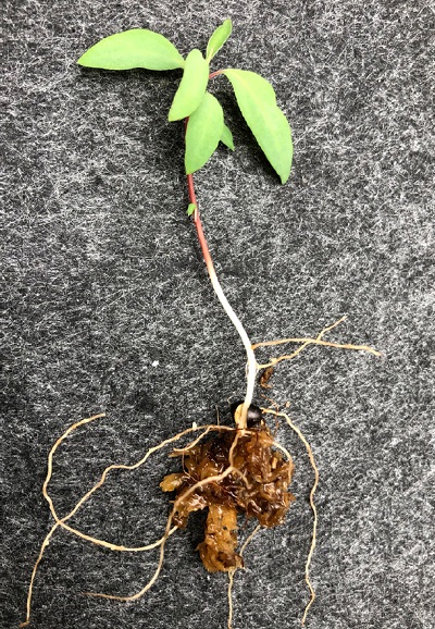 10.山胡椒幼苗，發芽形式為子葉地下型
