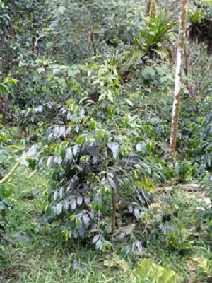 3.種植阿拉比卡咖啡在自己的農場