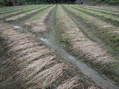 根蟎可能造成田間缺株情形