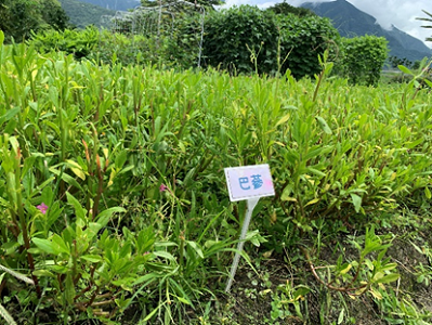 盤點部落種原保存現況及需求，蒐集保種作物清單，著手蒐集各類種原，並藉由導入現代化作物種原保存技術，協助部落重新建立種原，將有助於保存原民特色作物之珍貴遺傳資源