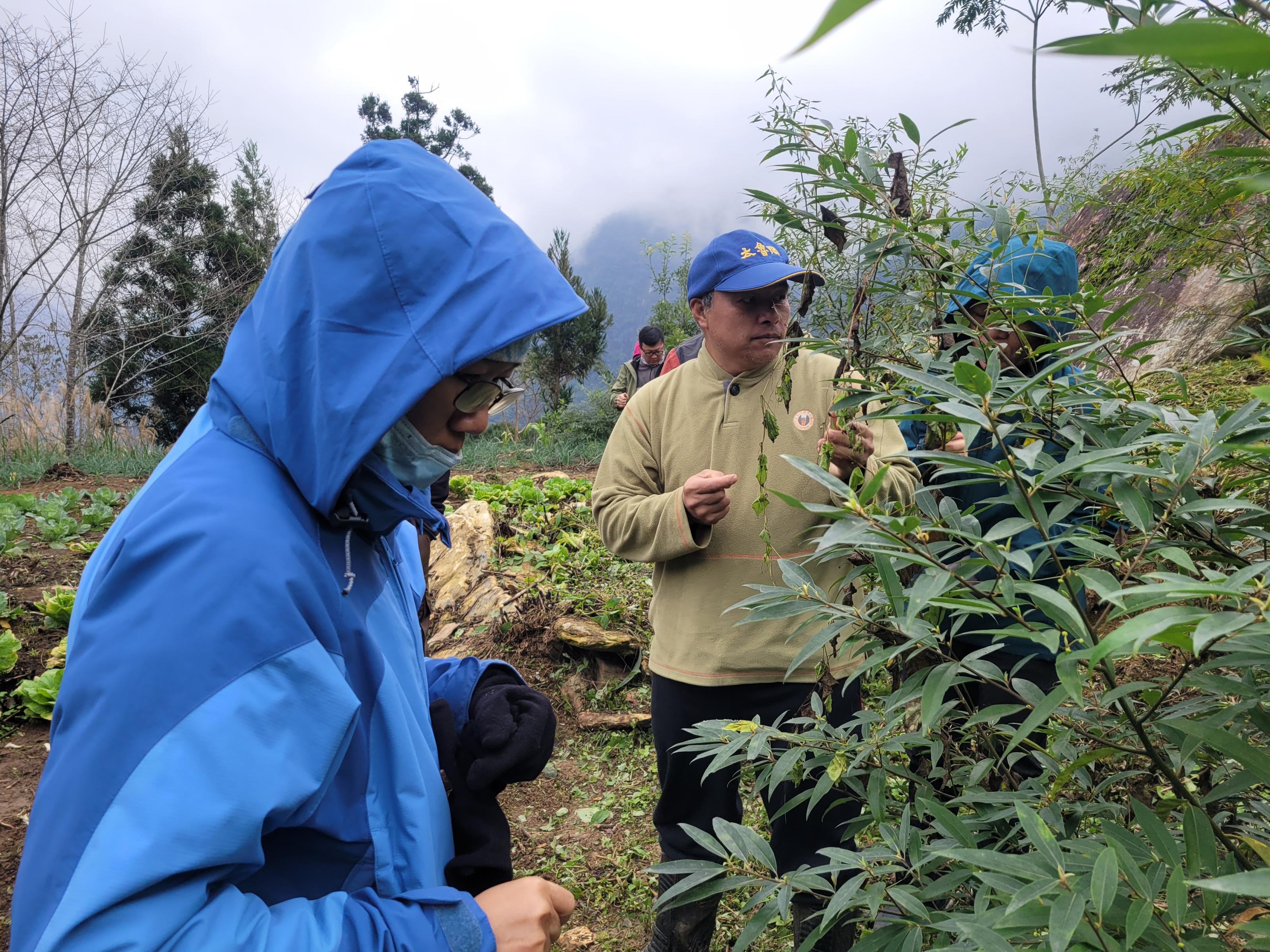 高山上的農耕工作坊，踏查大禮部落山胡椒的種植