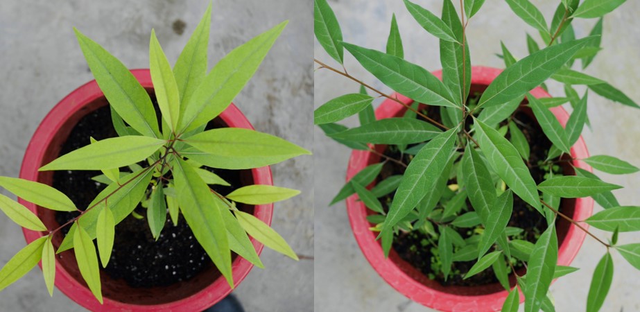栽培介質對山胡椒幼苗的生育影響相當顯著，右邊為使用花蓮農改場配方介質生育良好，左邊為對照組葉色淡綠且生長勢較差