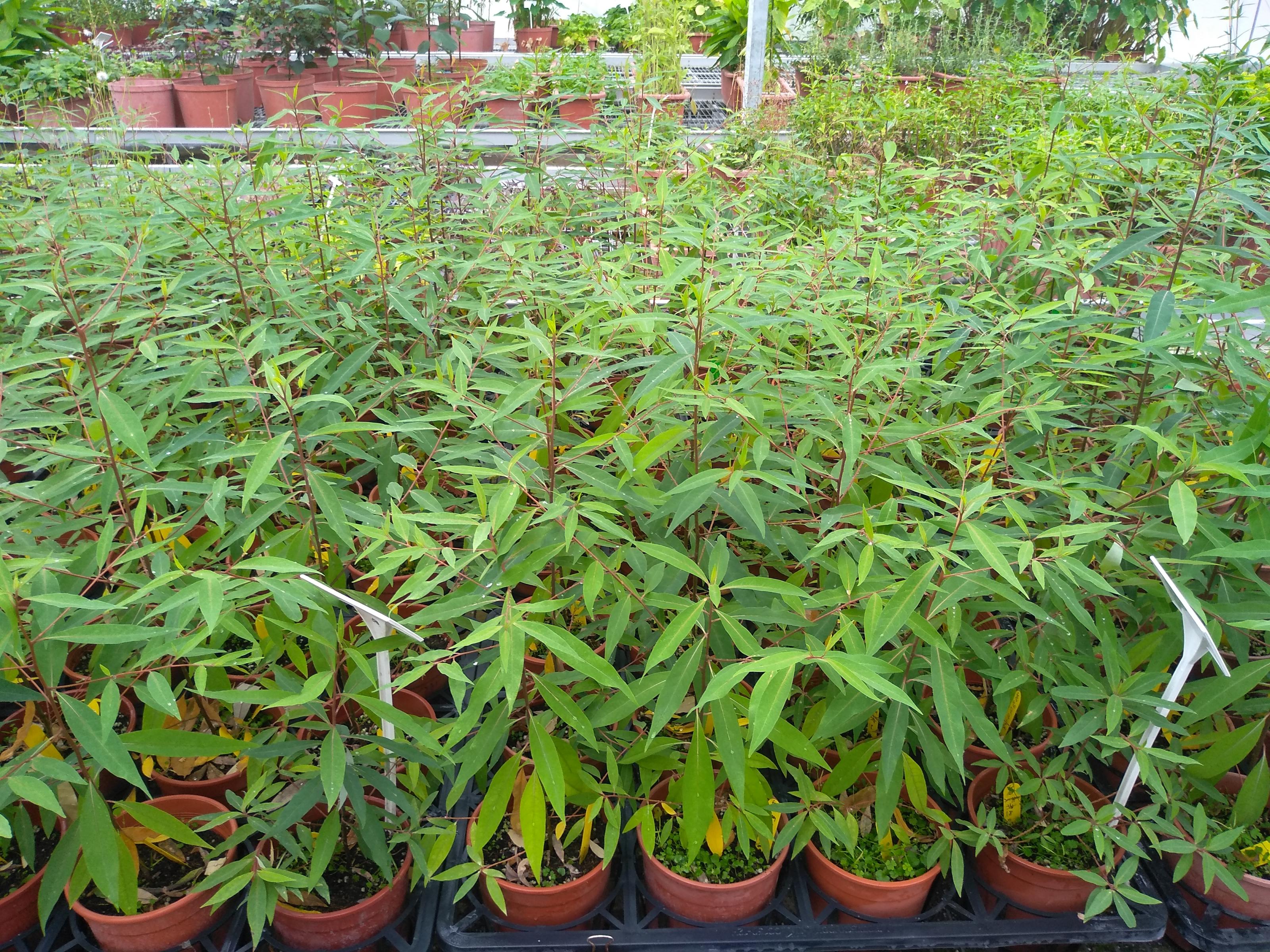 花蓮農改場「山胡椒繁殖與栽培技術」完成研發，可穩定生產種苗