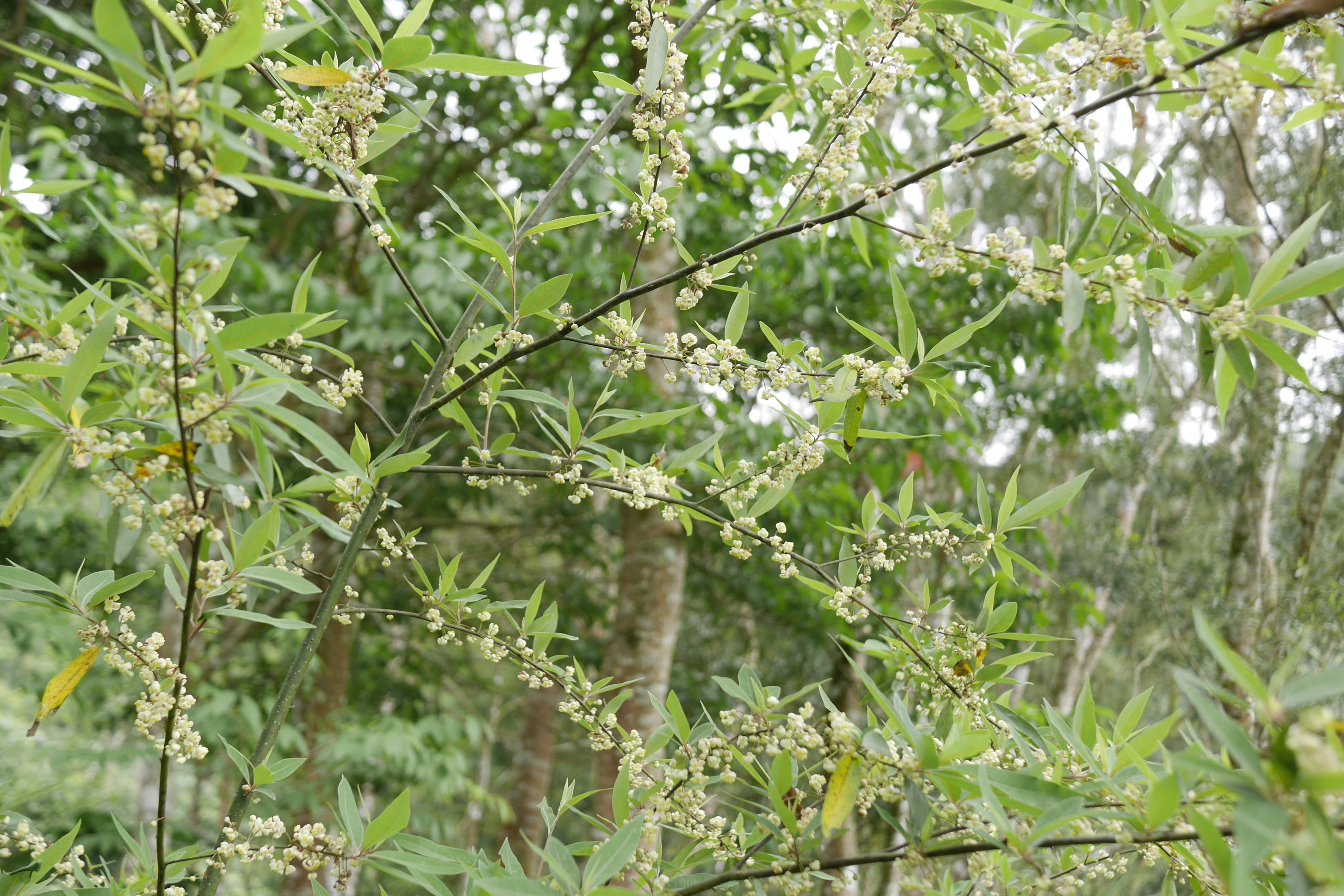 山胡椒雄花開花盛況