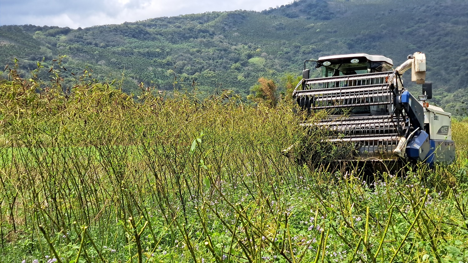 花蓮場建立樹豆省工機械生產模式，讓原鄉特色作物也能經濟規模化生產