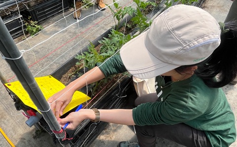 在田間設置黃色黏紙進行小型害蟲監測
