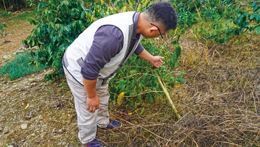 主要種植阿拉比卡品種鐵比卡