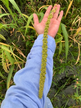 期待小米快快長大 應用鏈狀紙穴盤於部落小米保種 馬太鞍的保種小米主穗極長