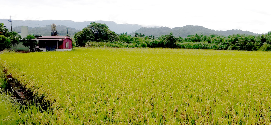 圖片8本場於芭奈稻米生產合作社之示範田，收穫前稻田景色