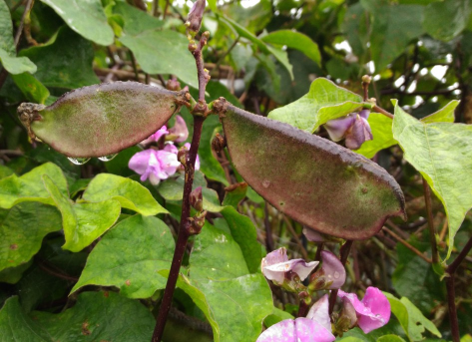 圖片2鵲豆美麗花朵常見於部落的一角，紫色的豆莢富含花青素