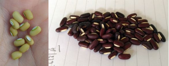 圖片7米豆種子與紅豆及綠豆相似，但是種臍為兩條平行凸起