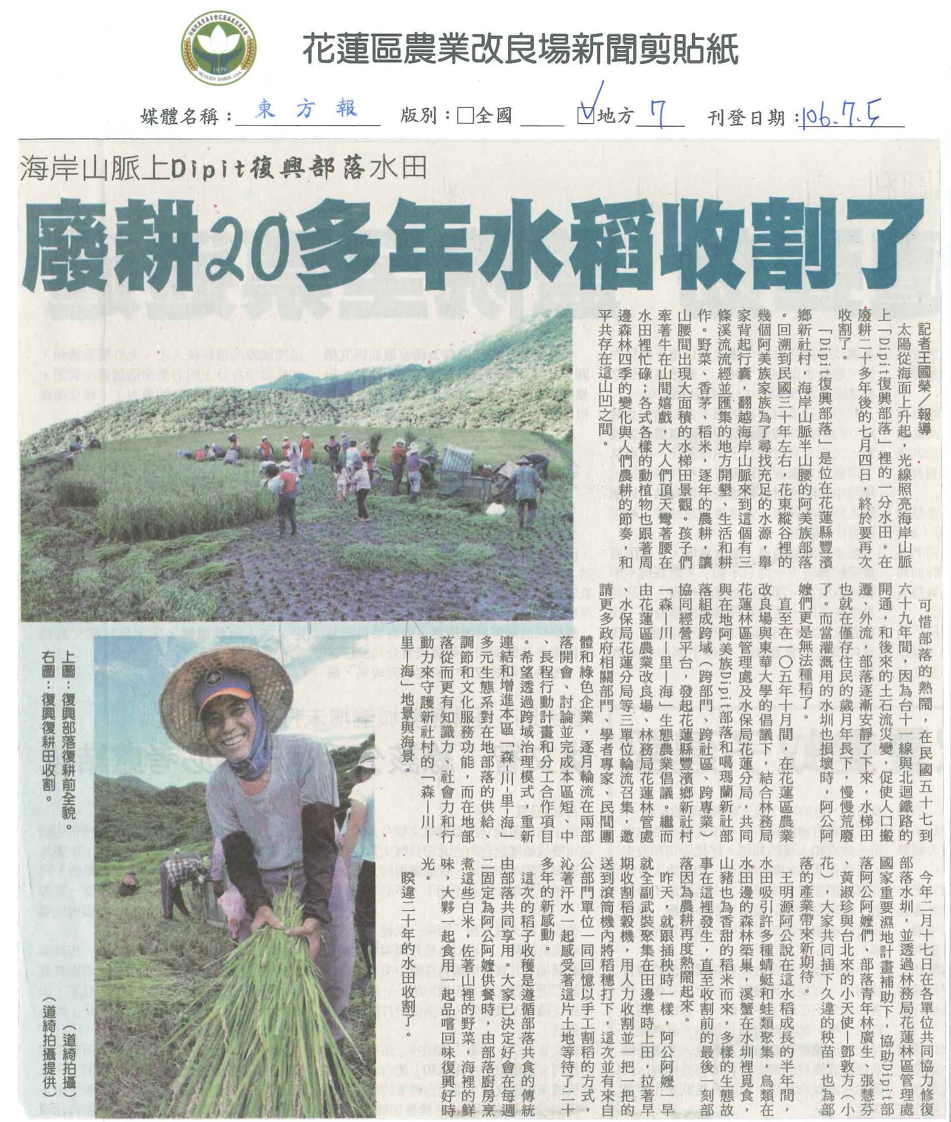 海岸山脈上Dipit復興部落水田　廢耕20多年水稻收割了-1060705東方報